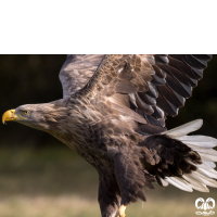 گونه عقاب دریایی دم سفید White tailed Eagle